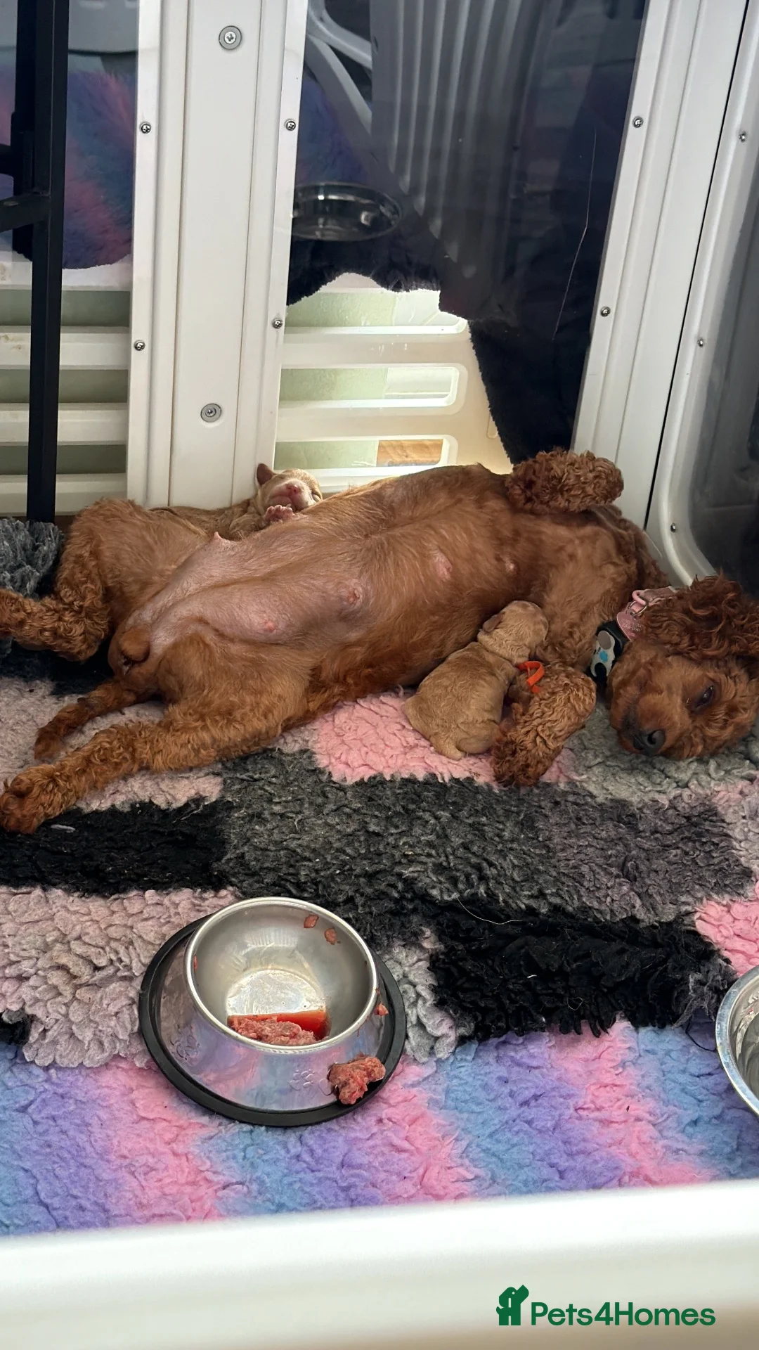 Cockapoo dogs for sale: F1b Cockapoo puppies. Parents health tested  - Advert 2