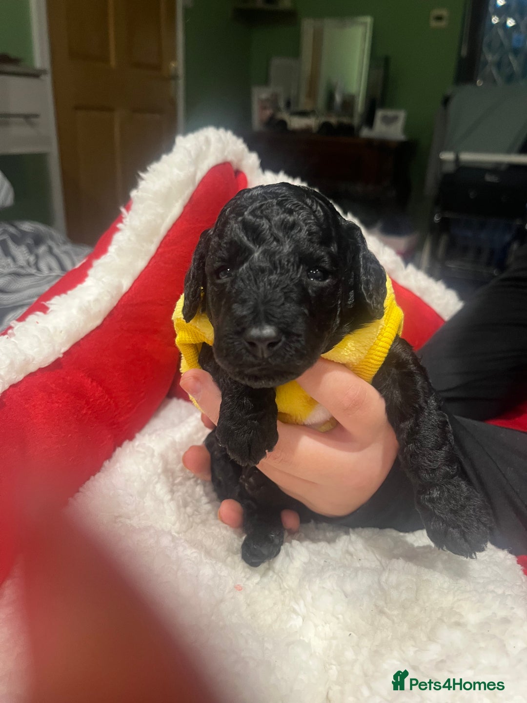 Miniature Poodle dogs for sale: miniature poodles  - Advert 10