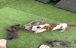 Miniature Dachshund dogs for sale: Beautiful babies - Image 31