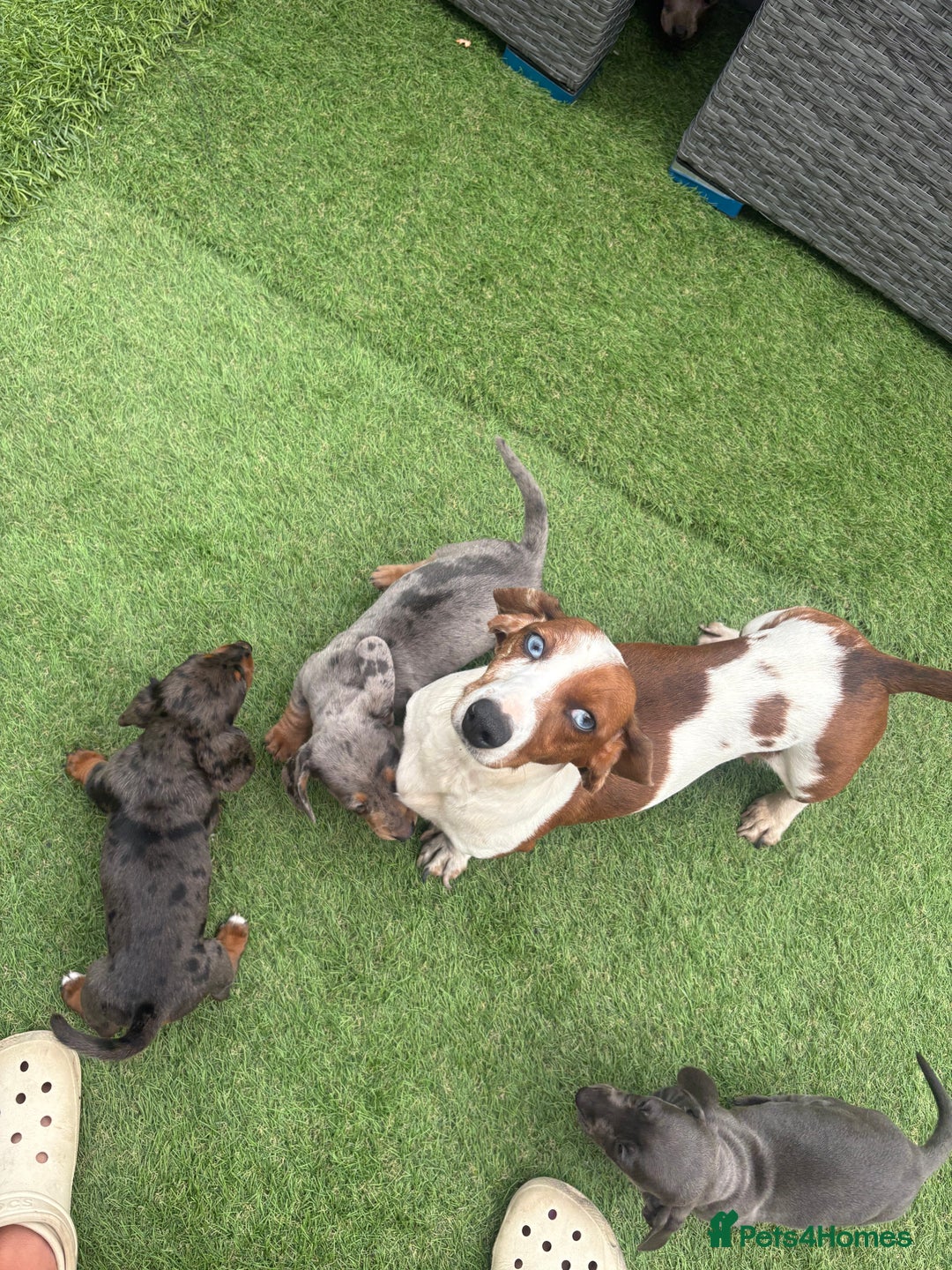 Miniature Dachshund dogs for sale: Beautiful babies - Image 31