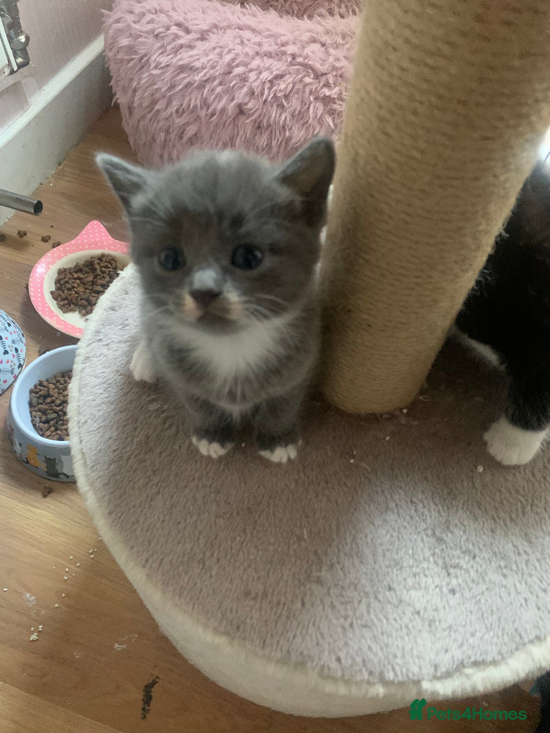 Mixed Breed cats for sale: Beautiful kittens.  - Image 14