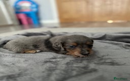 Miniature Dachshund dogs for sale: Long haired miniature dachshund  - Image 9
