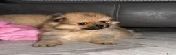 Pomeranian dogs for sale: Beautiful Sweetheart Pure Pomeranian pups for sale - Advert 6