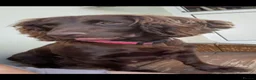 Cocker Spaniel dogs for sale: Chocolate working cocker spaniel puppies - Advert 2
