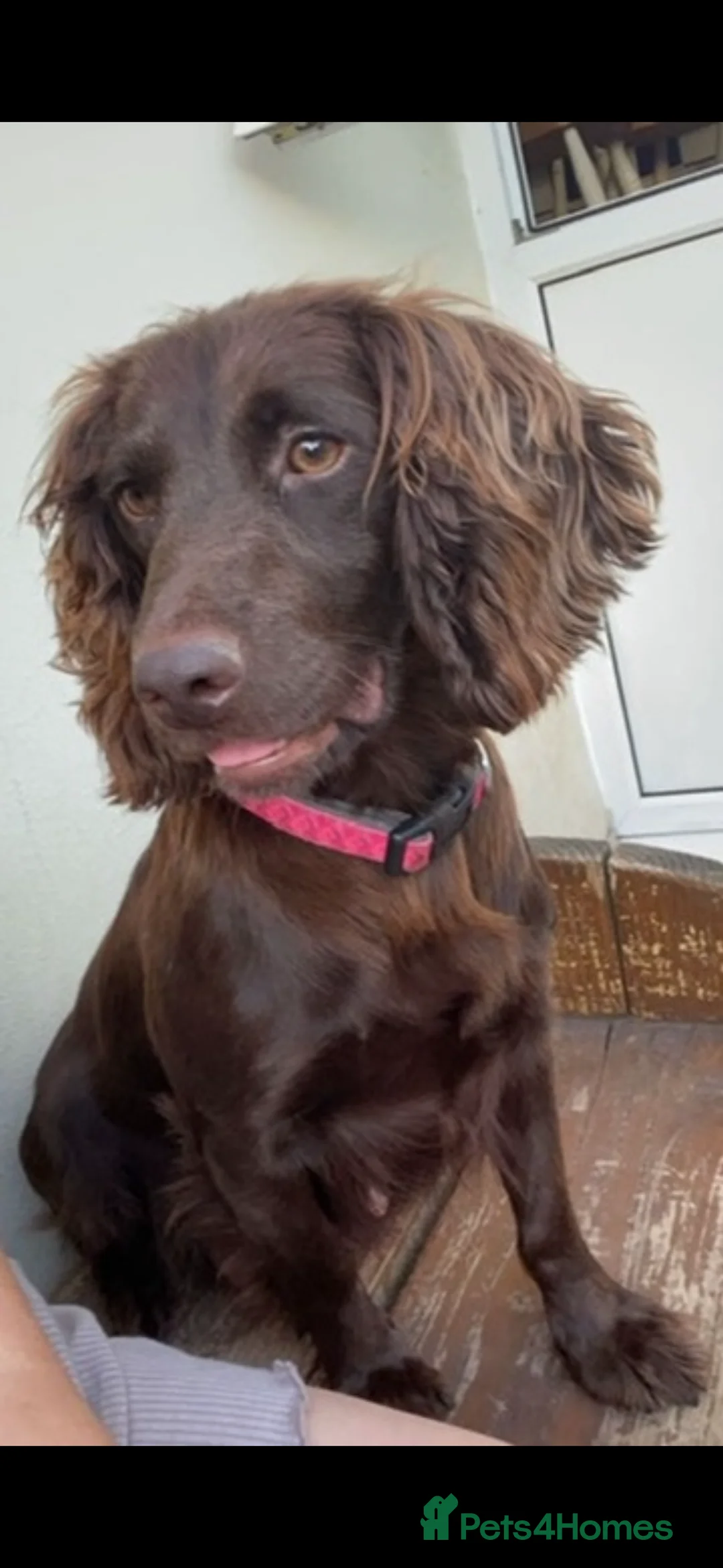 Cocker Spaniel dogs for sale: Chocolate working cocker spaniel puppies - Advert 2