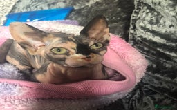 Sphynx cats for sale: ** Glittery Blue/Cream Torti Sphynx Girl ** - Image 12