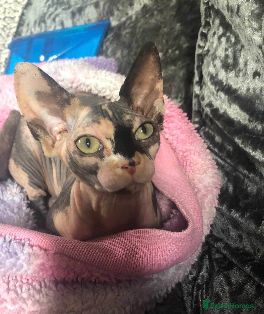 Sphynx cats for sale: ** Glittery Blue/Cream Torti Sphynx Girl ** - Image 12