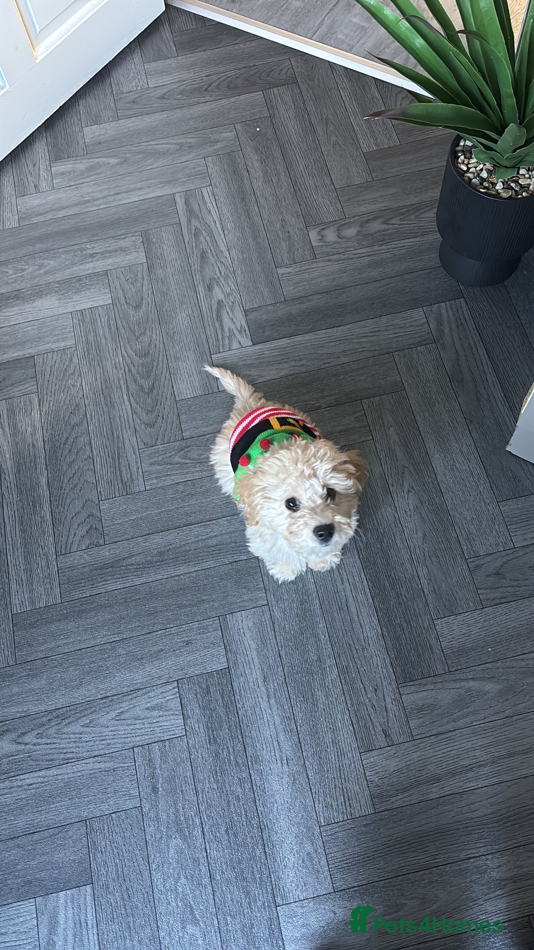 Poochon dogs for sale: Poochon  - Advert 2