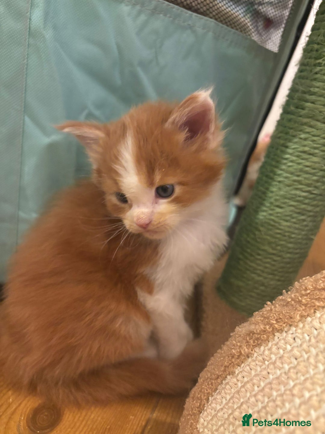 Maine Coon cats for sale: ARIODREAMMAINECOON  - Advert 2