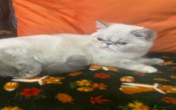 Exotic cats for sale: EXCEPTIONAL GCCF PERSIAN EXOTIC  - Image 20