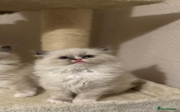 Ragdoll cats for sale: Adorable Kittens Looking for Their Forever Home - Image 13