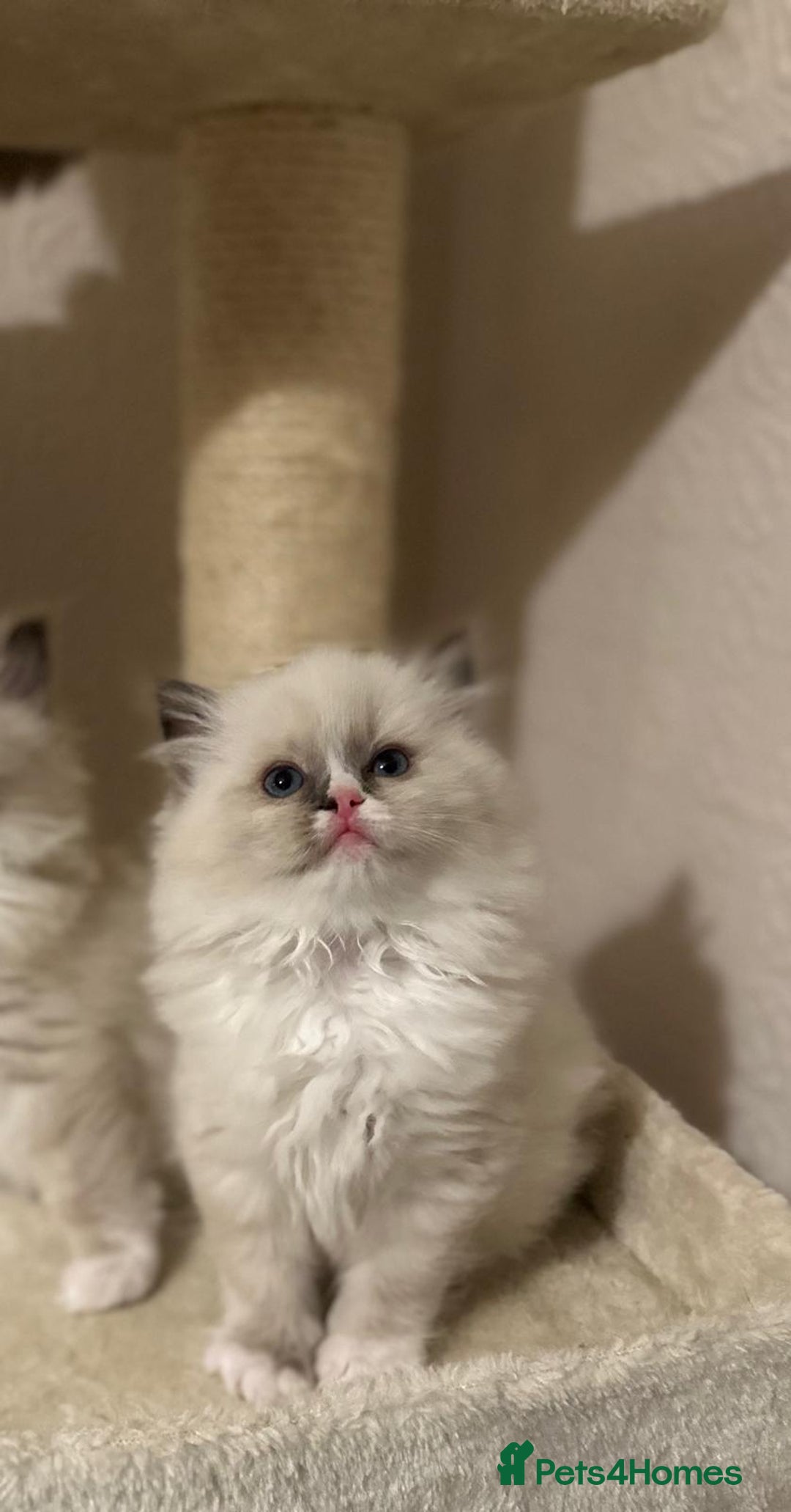 Ragdoll cats for sale: Adorable Kittens Looking for Their Forever Home - Image 13