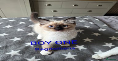 Ragdoll cats - Advert 3