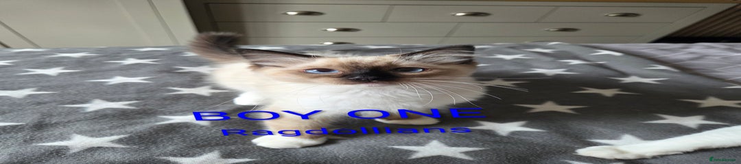 Ragdoll Kitten 1