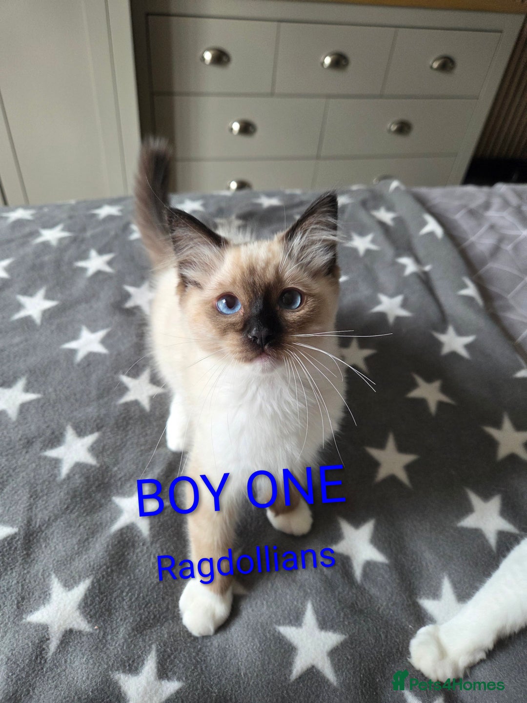 Ragdoll cats for sale: GCCF RAGDOLLS INTERVIWING NOW!! - Image 2