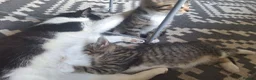 Mixed Breed cats for sale: 3 little boys and 1 girl  - Advert 16
