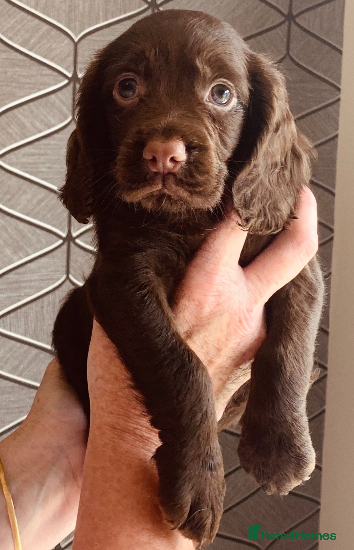 Cocker Spaniel dogs Working cocker spaniel puppy  - Advert 2