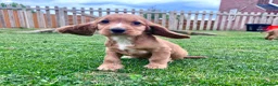 Cocker Spaniel dogs for sale: KC Registered Show Cockerspaniel Babies 🐾🐾🐾 - Advert 12