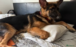 German Shepherd dogs for sale: GSD 7 Months Old - Image 3