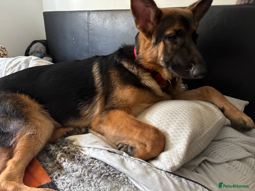 German Shepherd dogs for sale: GSD 7 Months Old - Image 3