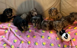 Dachshund dogs for sale: Dachshund long haired miniature - Image 30