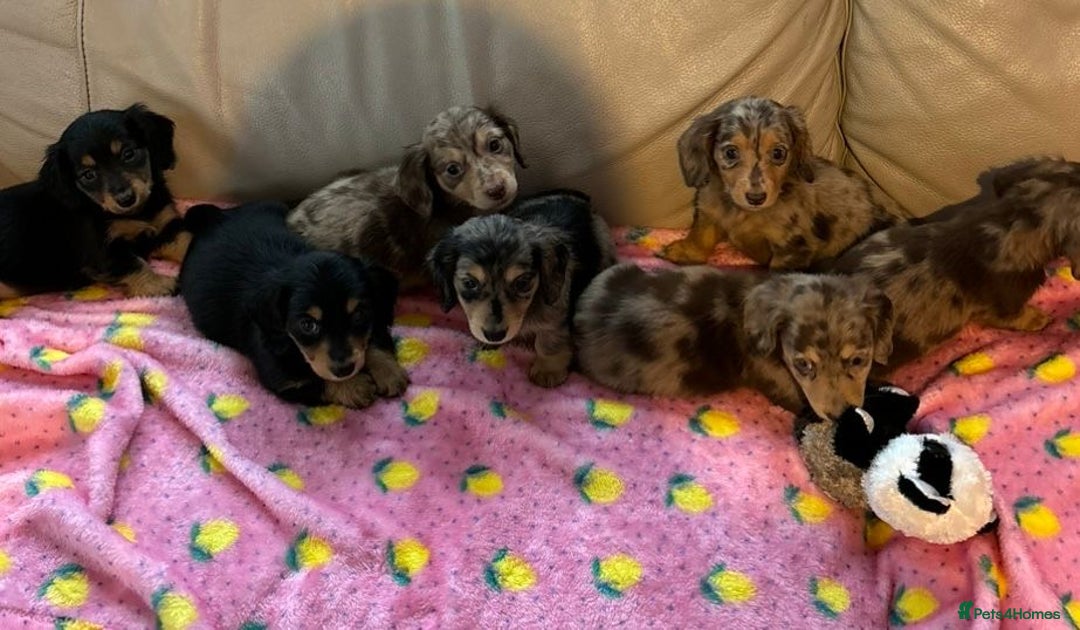 Dachshund dogs for sale: Dachshund long haired miniature - Image 30