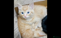 Mixed Breed cats for sale: Beautiful smiley kittens  - Image 8