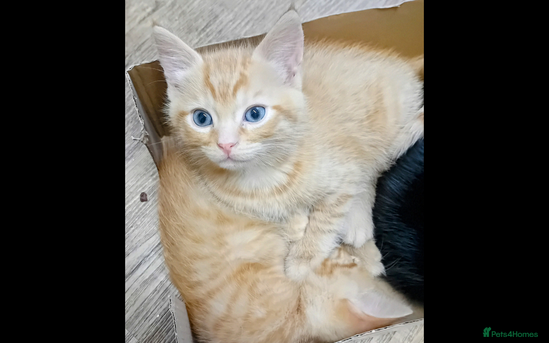 Mixed Breed cats for sale: Beautiful smiley kittens  - Image 8