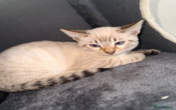 Bengal cats for sale: Blue Eyed Snow Lynx Kittens  - Image 17