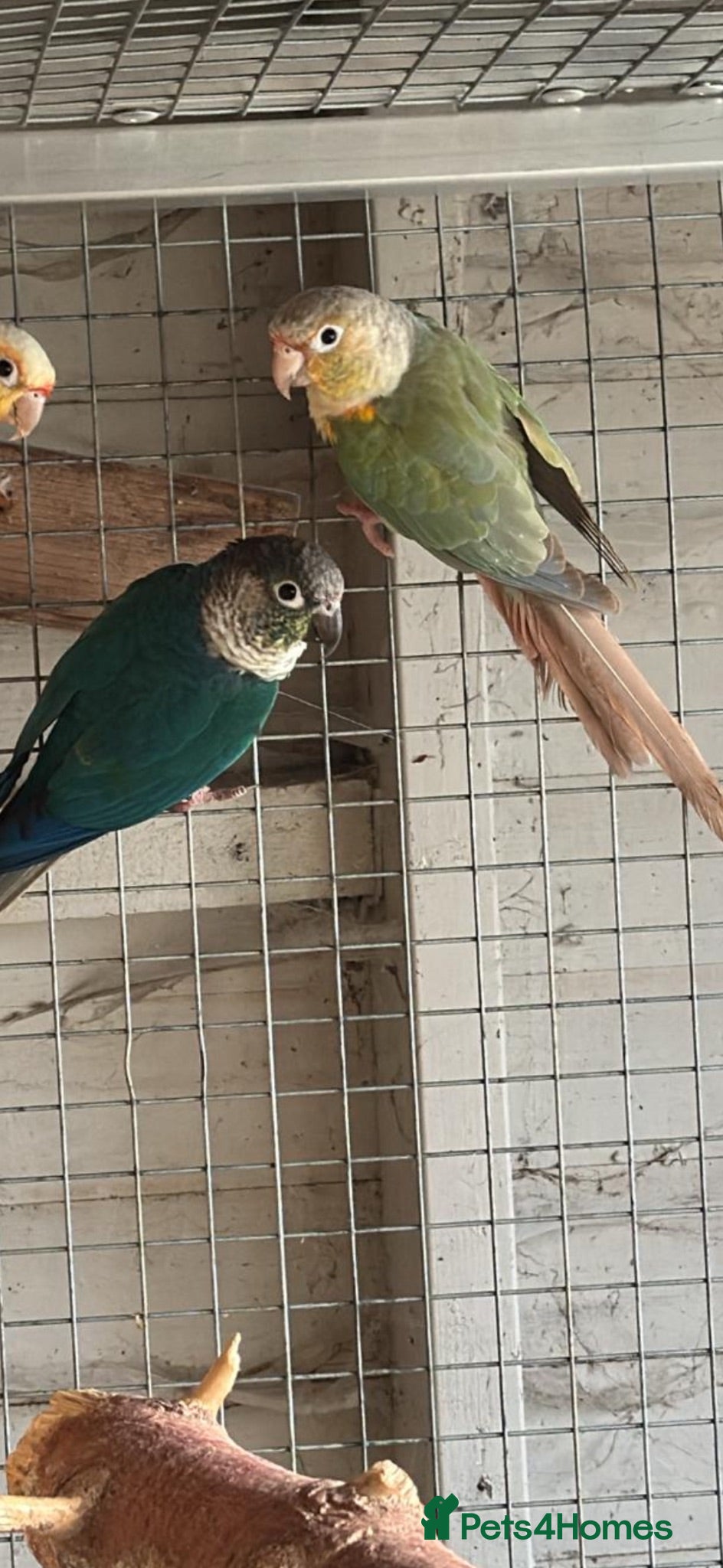 Conures birds 2 proven male conures  - Advert 8