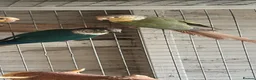 Conures birds for sale: 2 proven male conures  - Advert 1