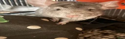 Chinchilla rodents for sale: 2 female chinchillas  in Worksop - Advert 2