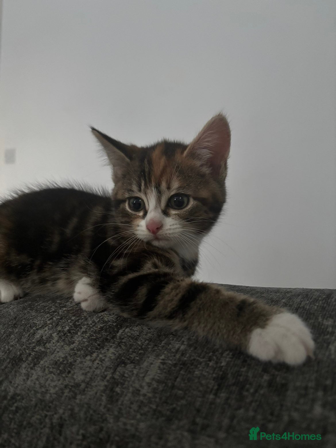 Mixed Breed cats Last girl kitten left  - Advert 2