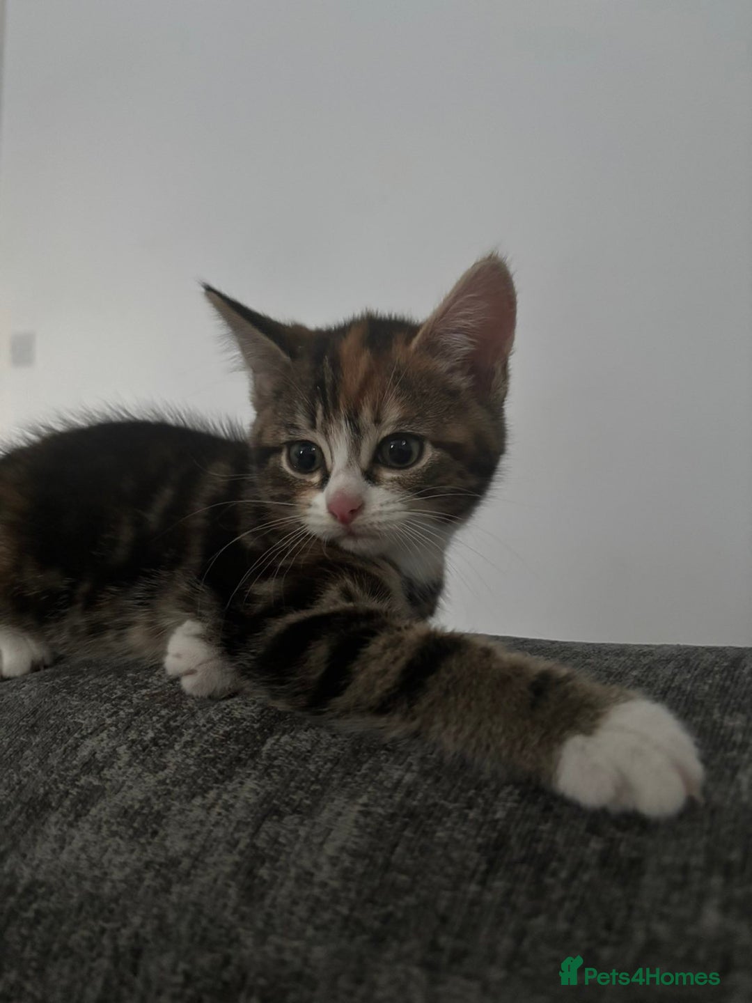 Mixed Breed cats for sale: Last girl kitten left  - Advert 2