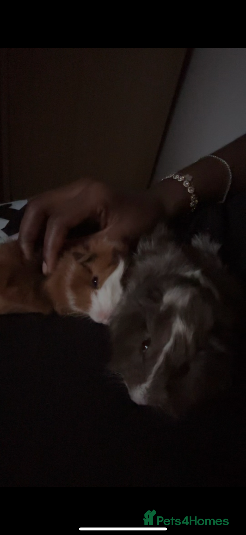 Guinea Pig rodents 2 Guinea PigsFull Setup(Cage,Hay,Food,Accessories) - Advert 5