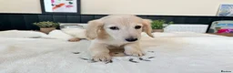 Miniature Dachshund dogs for sale: (3left, ready) Long haired miniature Dachshund  - Advert 20