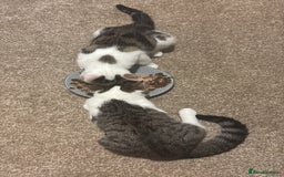 Domestic Shorthair cats for sale: Ash and Goose - Image 8