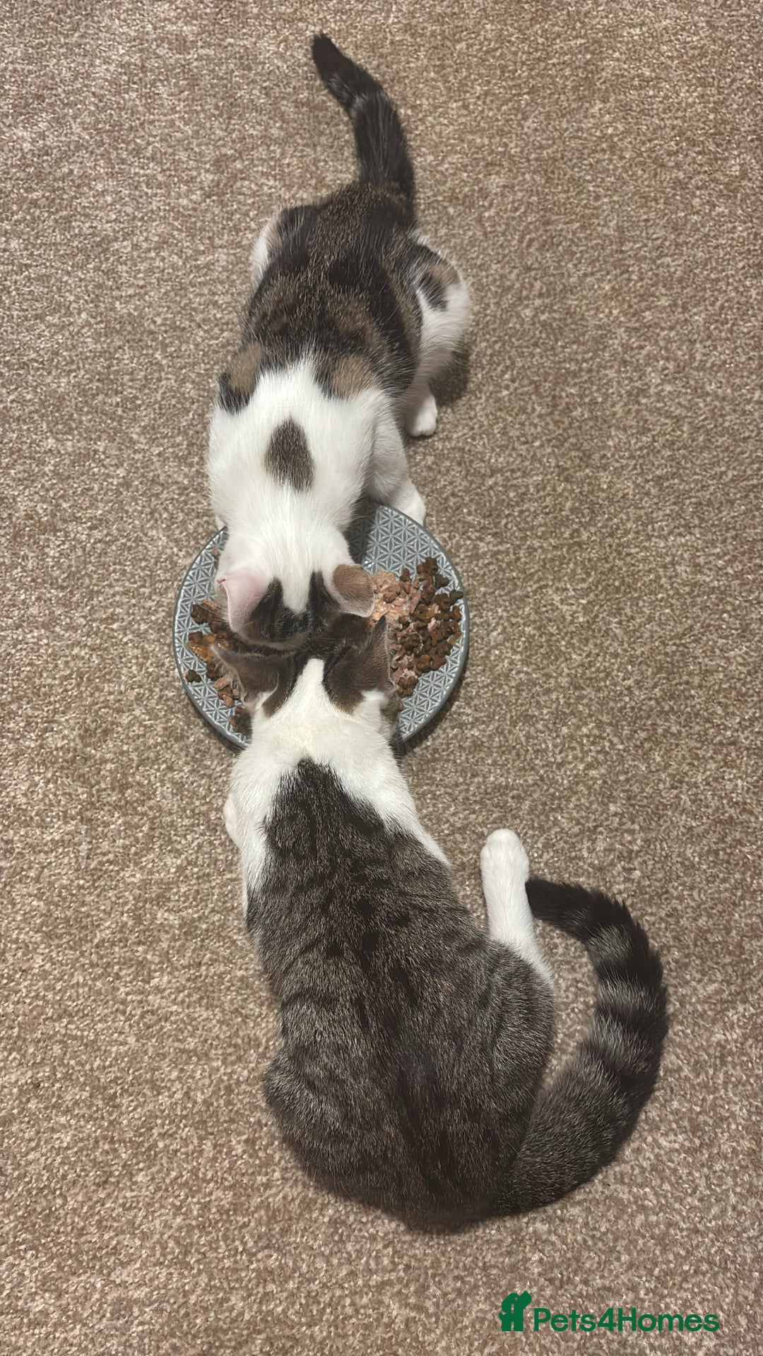 Domestic Shorthair cats for sale: Ash and Goose - Image 8