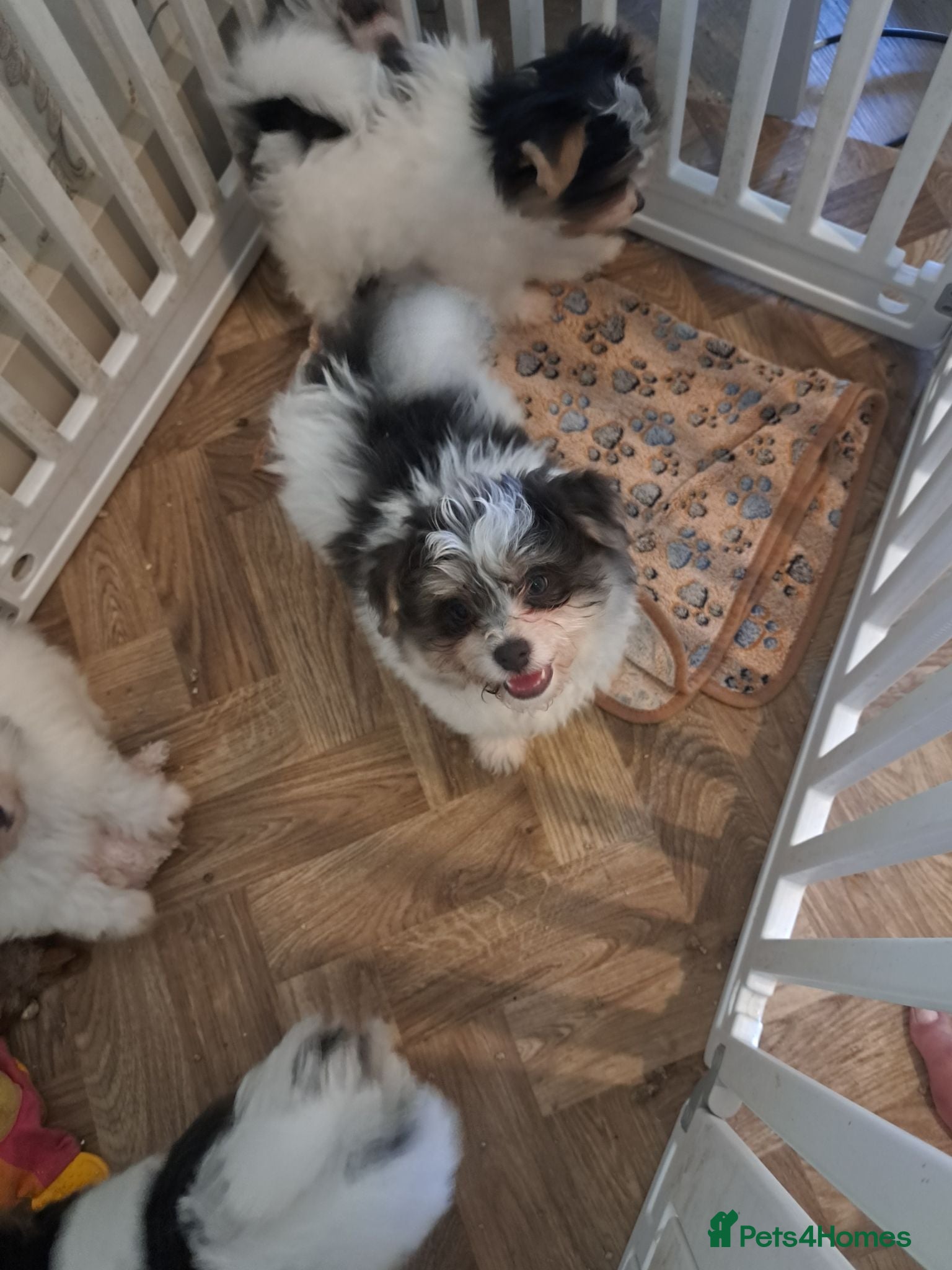 Mixed Breed dogs BEAUTIFUL POMCHON PUPS  FOR SALE - Advert 2