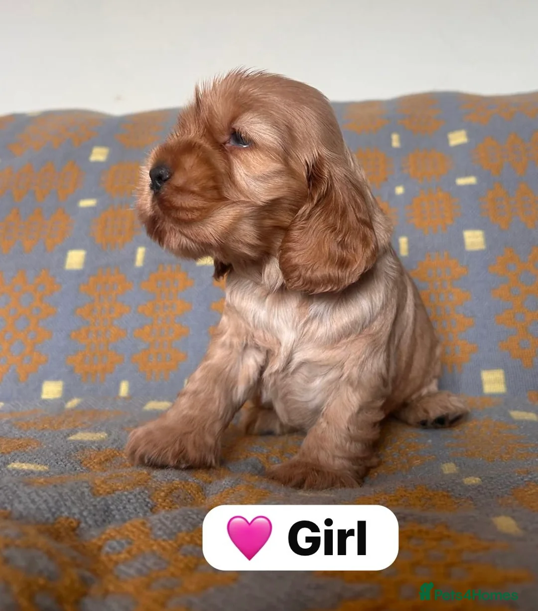 Cocker Spaniel dogs for sale: KC Show Type Cocker Spaniel Puppies  - Advert 2