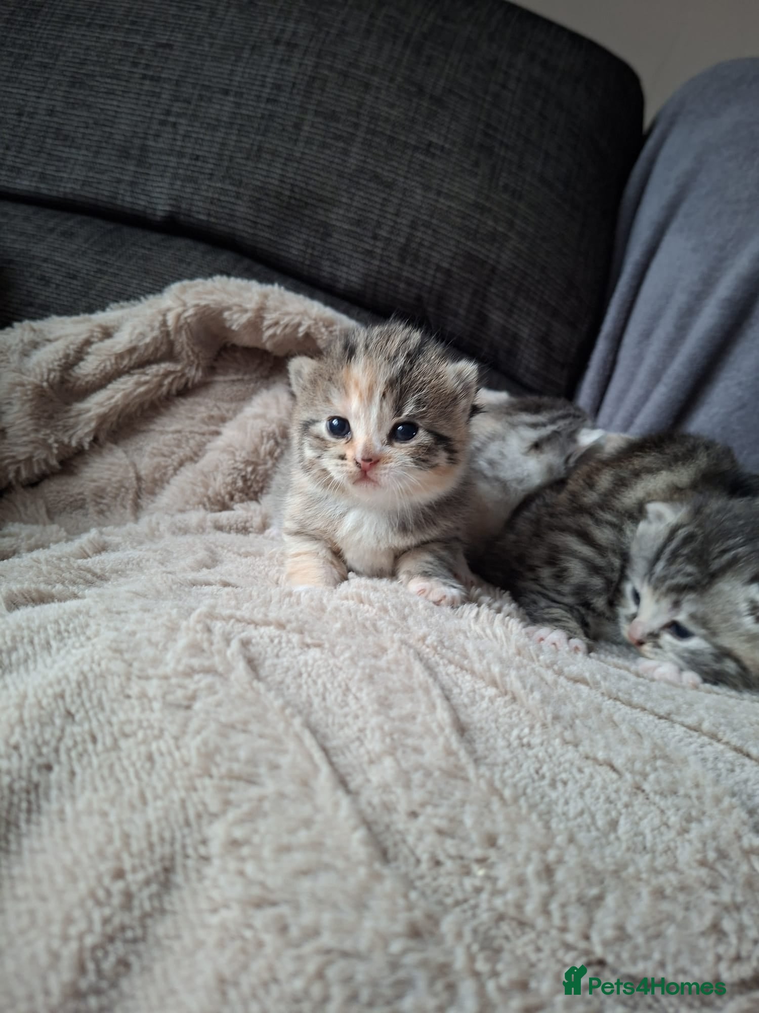 British Shorthair cats 5 Fluffy Tigers - Advert 1