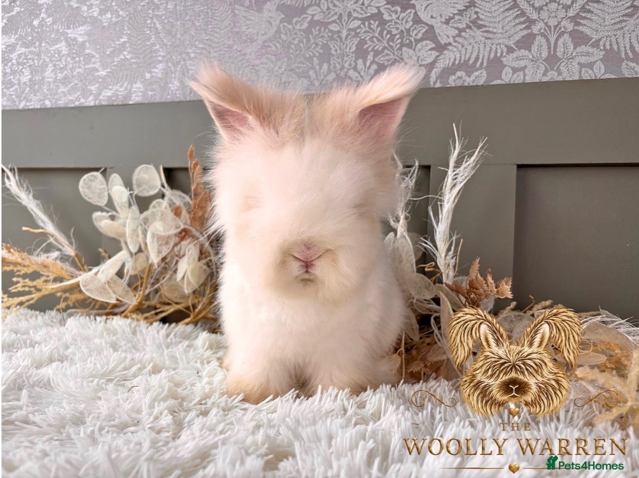 Angora rabbits Fully Vaccinated Angora Litter - Advert 1