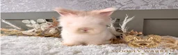 Angora rabbits for sale: Fully Vaccinated Angora Litter - Advert 1