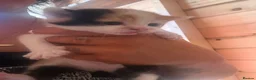 Mixed Breed cats for sale: Kittens  in Ross-on-Wye - Advert 7