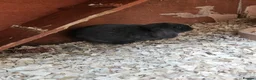 Mixed Breed rabbits for sale: Male babby rabbits left from litter  - Advert 14