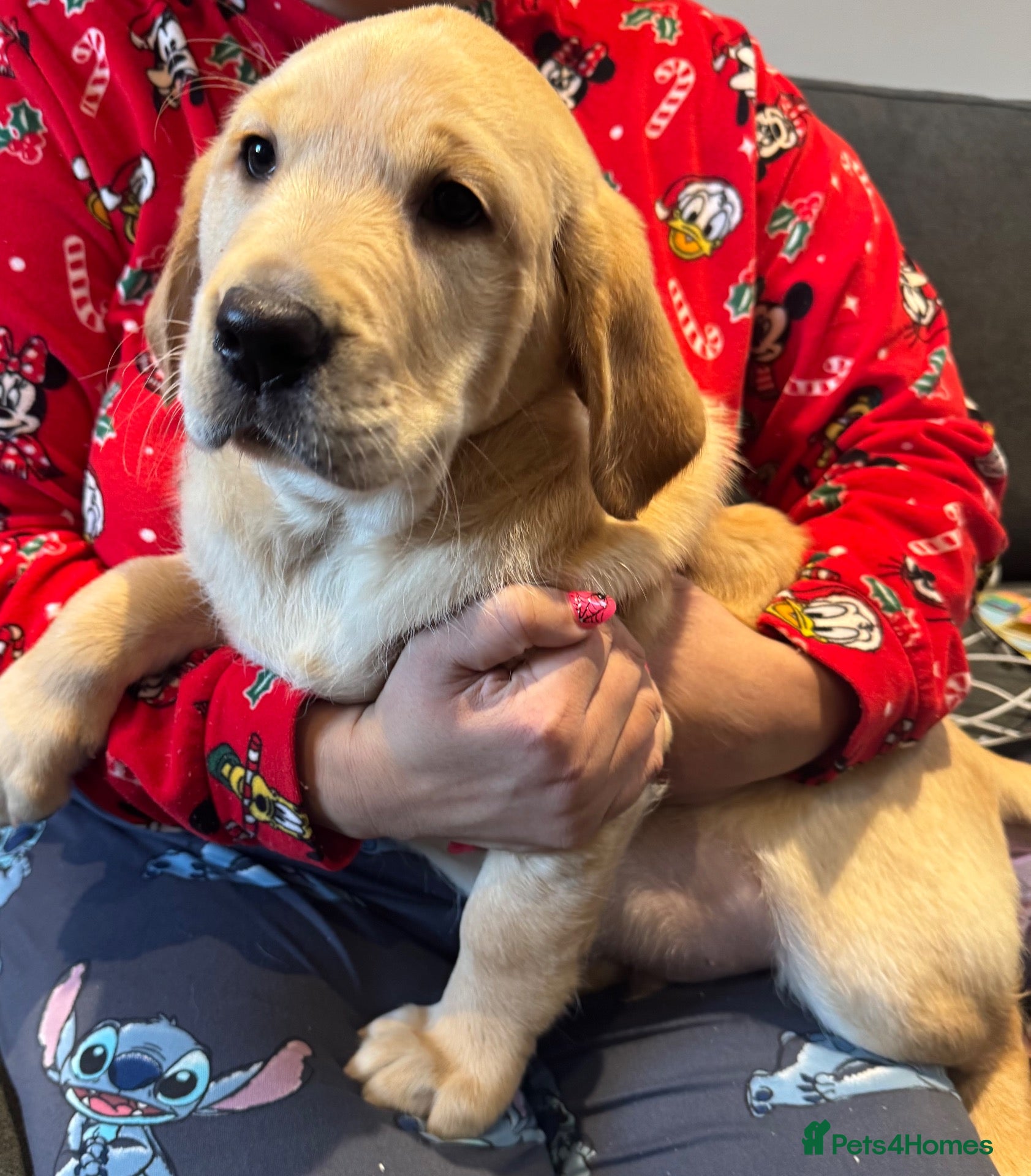 Mixed Breed dogs for sale: F1 Goldador puppies - Advert 2