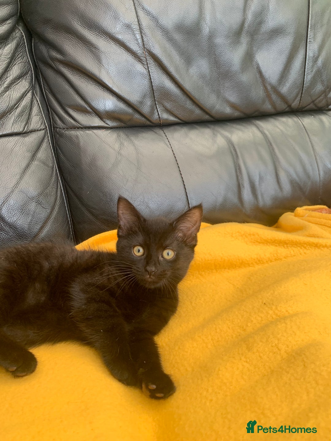 British Longhair cats for sale: 5 adorable male kittens - Image 1