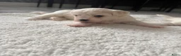 Maltese dogs for sale: New Home - Advert 2