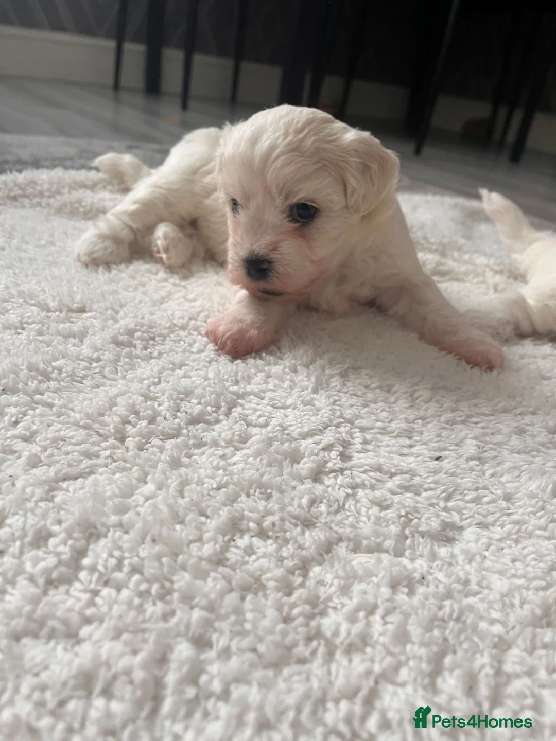 Maltese dogs for sale: New Home - Advert 2