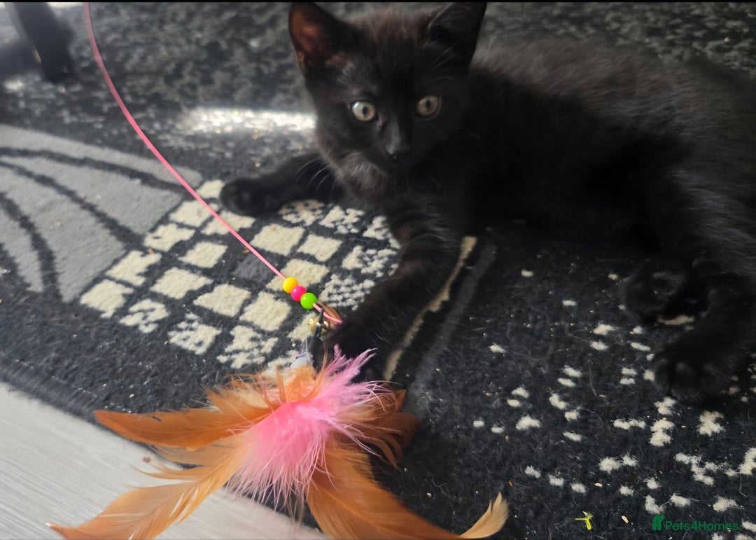 Mixed Breed cats for sale: Three lovely kittens are looking for forever home - Image 21